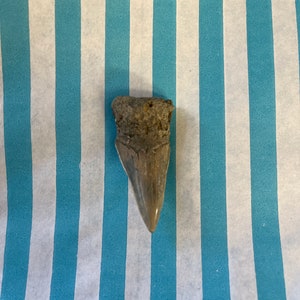 Può includere: Un dente di squalo fossilizzato, di colore marrone, con una punta appuntita e bordi seghettati. Il dente è su uno sfondo a strisce bianche e blu.