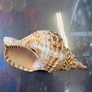 Trumpet Triton Shell Charonia tritonis Rare Antique Sea Shell Giant Triton Triton’s Trumpet Big Shell