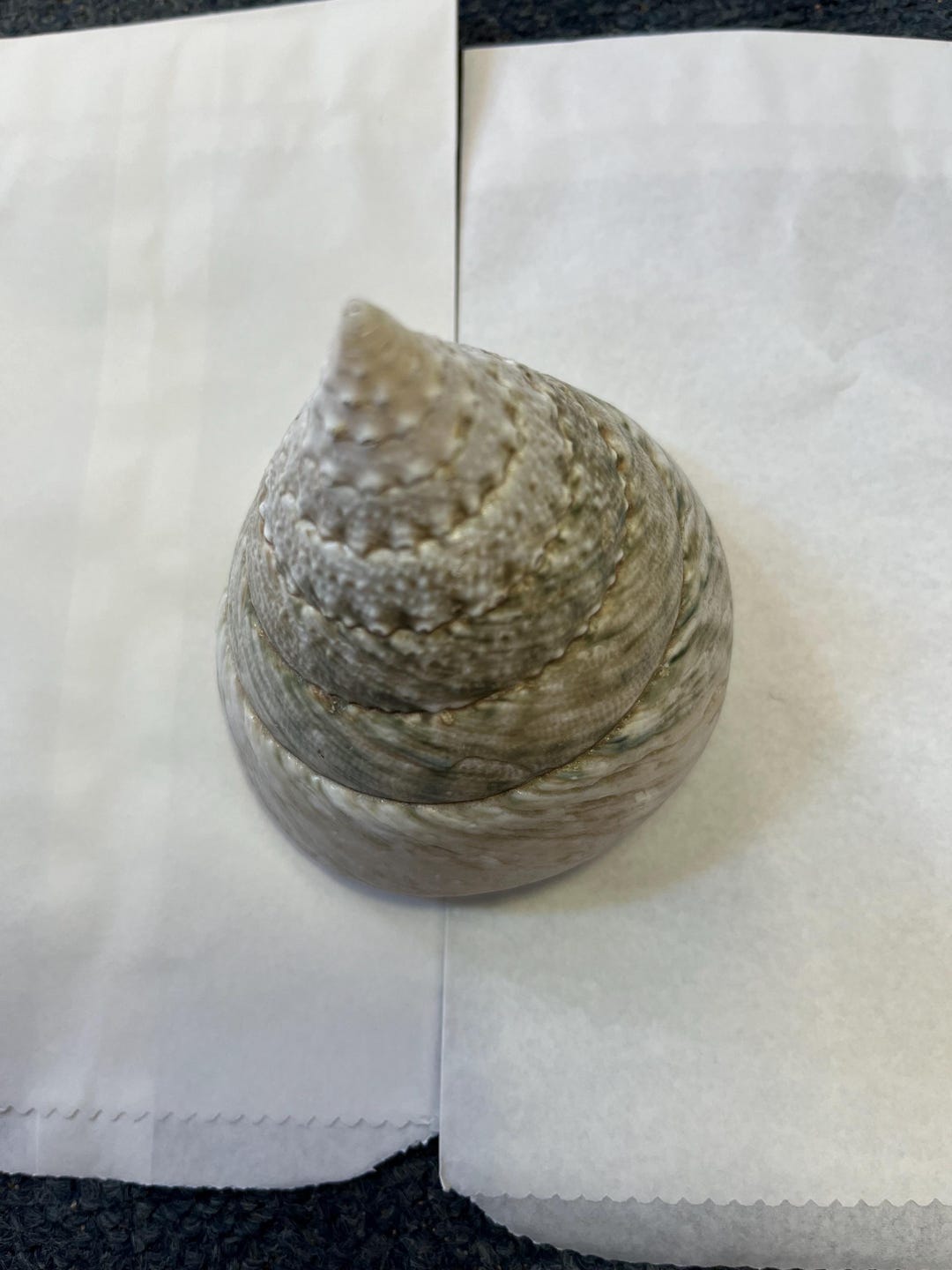 Trochus Shell Large Giant Pearl Shell Polished Display Piece Shop ...