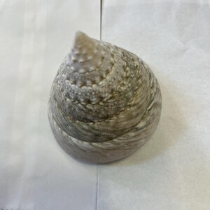 Trochus Shell Large Giant Pearl Shell Polished Display Piece Shop ...