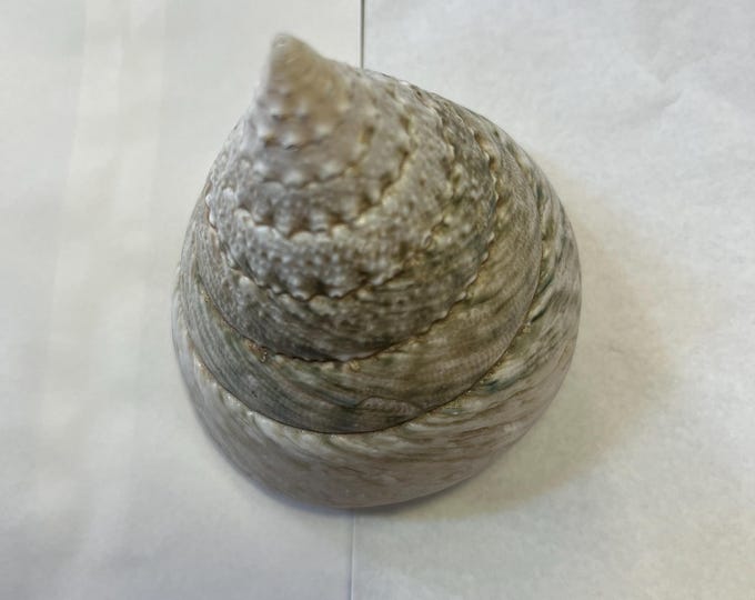 Trochus Shell Large Giant Pearl Shell Polished Display Piece Shop ...