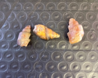 Fossil Shell Agate Crystal Replaced Golden Colour Natural Fossil Rock Agate Rocks, Interesting Rocks