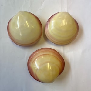 Puede incluir: Tres conchas pulidas con interior amarillo cremoso y bandas marrón rojizo. Las conchas están dispuestas en un patrón triangular, mostrando sus formas y texturas naturales y orgánicas. Ideal para la decoración costera.