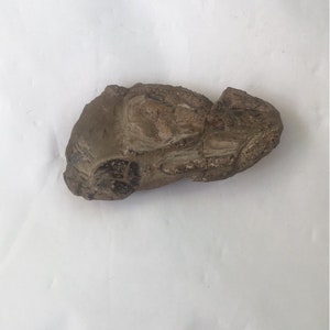 Aragosta fossile Meyeria Vectensis dal Regno Unito Aragoste fossili dell&#39;Isola di Wight provenienti dall&#39;argilla di Atherfield British Fossil UK