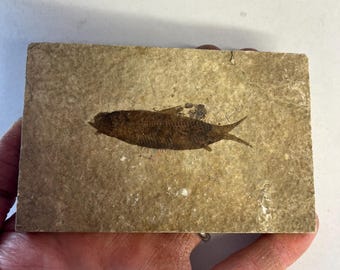 ナイティア魚の化石：ワイオミング州化石湖標本、コレクターへの贈り物