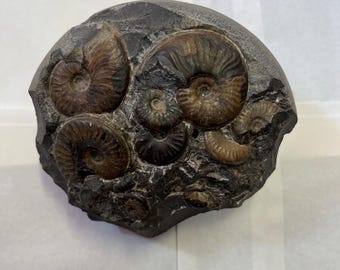 Ammonite Fossil Multiblock Eleganticeras elegantulum Ammonite UK Found Yorkshire Coast Rare 10 Ammonite Bed
