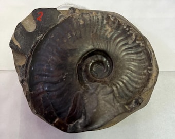 Pseudolioceras lythense Ammonite Fossil UK Found Whitby Cleaned And Professionally Prepped Ancient Marine Animal