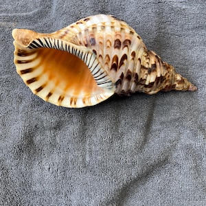 Tritonschelp trompet Charonia tritonis Natuurlijke zeldzame antieke schelp Giant Triton Triton&#39;s Trumpet Display Statement