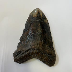 Shark Tooth Fossil Megalodon Fossil Shark Tooth Specimen Fossil Shark Tooth Carcharocles Megalodon Shark Teeth Real Tooth