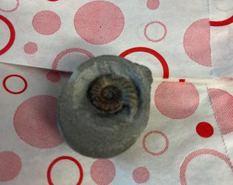 Fossil Ammonite Asteroceras Promicroceras Ammonite Rare With Calcite Mineral U.K. Fossil From Lyme Regis Somerset