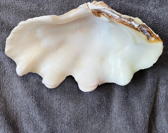 巨大なシャコガイの殻：天然の海の装飾品、工芸品オーナメント（18
