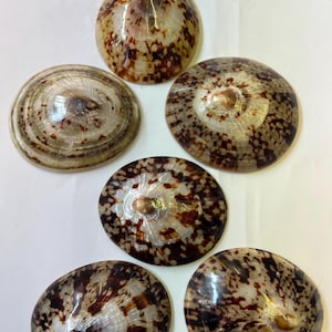 Puede incluir: Seis conchas pulidas con un patrón moteado marrón y blanco. Las conchas tienen una forma lisa y redondeada con un área central de color más claro. Las conchas están dispuestas en grupo, mostrando su belleza natural.