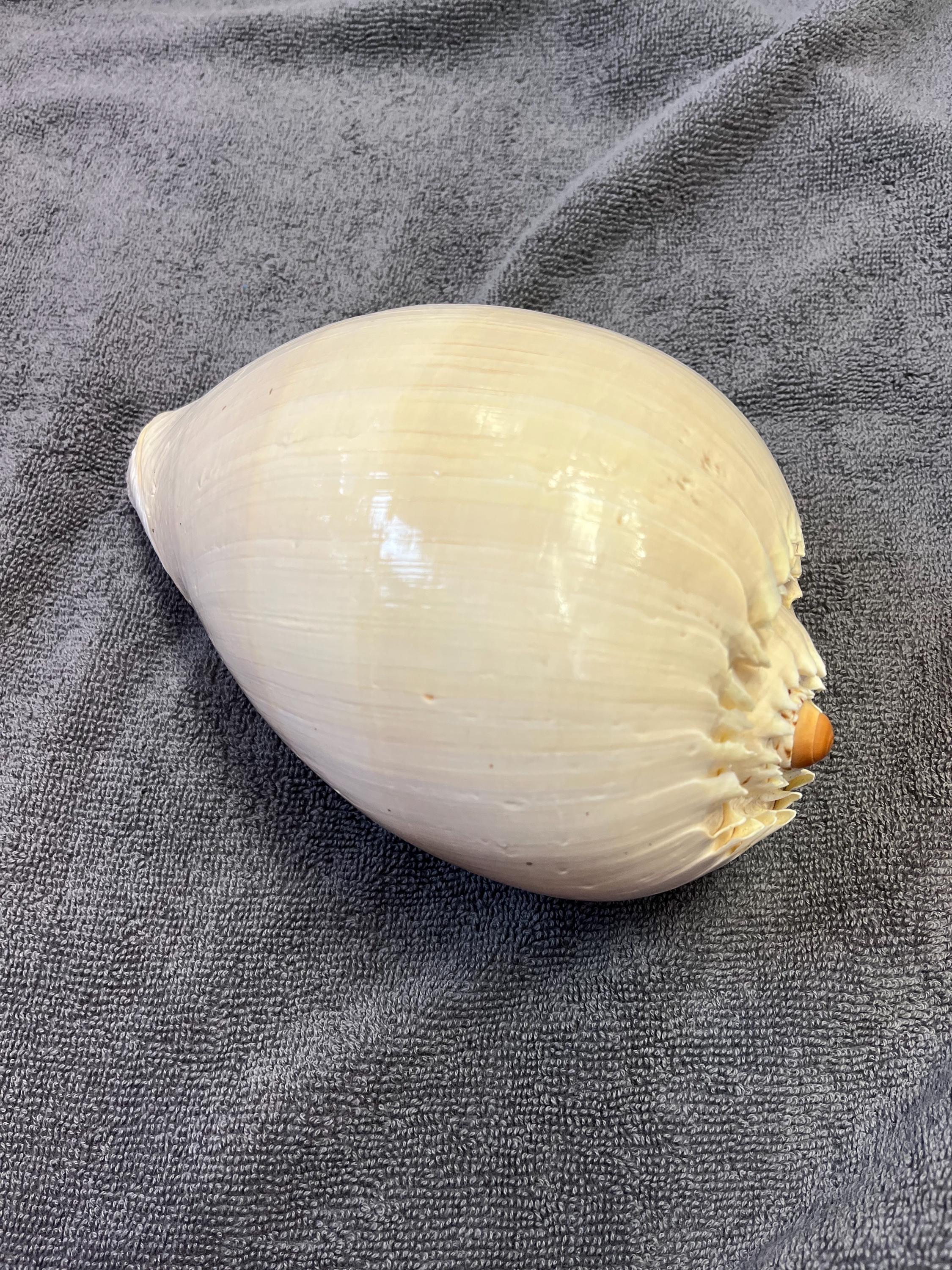 Melon Sea Shell Bailer Shell Natural Pattern Stunning Cleaned Shell ...