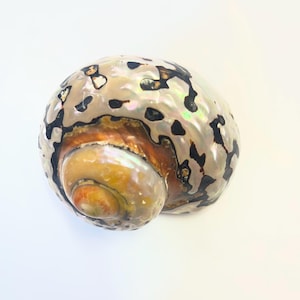 Turbo Sarmaticus Sea Shell Polished Natural Snail from Africa Beautiful Statement Interior Design Large Size