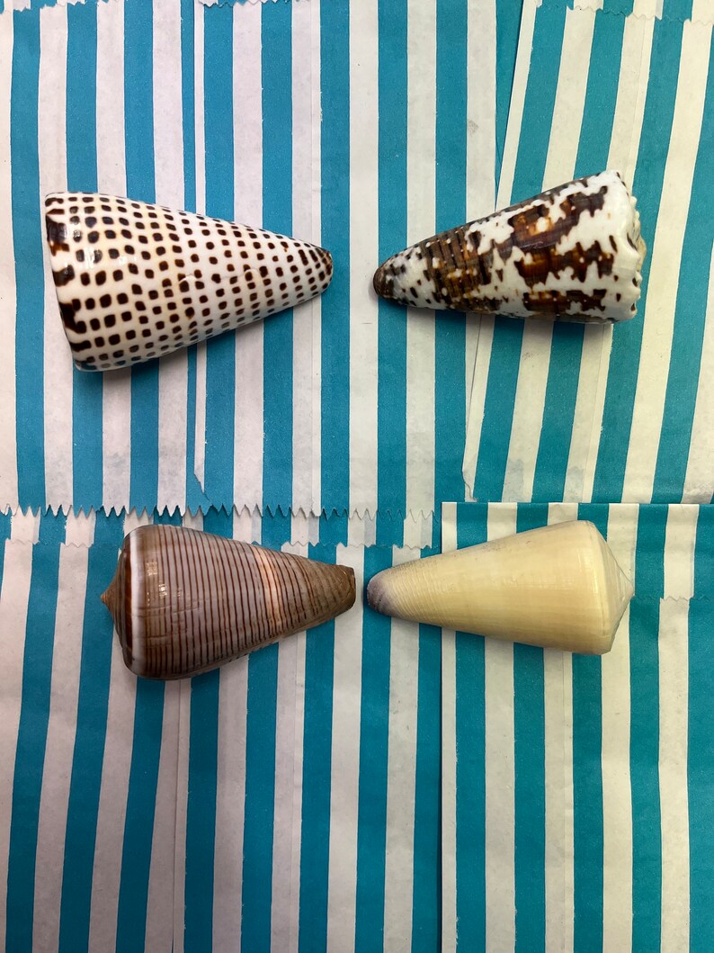 Cone Shell Collection Set of 4 Shells Seashell Selection Natural ...