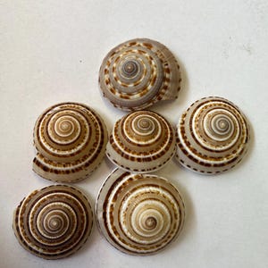 May include: Six spiral seashells with brown and cream banding are displayed. The shells are arranged on a white surface, highlighting their detailed patterns and natural forms. The shells vary in size and shape, showcasing their unique characteristics.