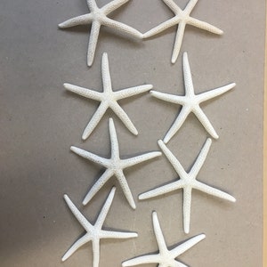 本物のポインターヒトデ 天然ホワイトドライフィンガーヒトデ ウェディングディスプレイ 5-8 cm