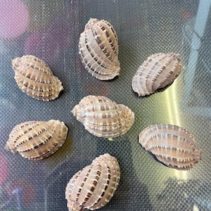 May include: Seven brown and white seashells with a striped pattern. The shells are arranged in a circle on a black and grey textured surface.