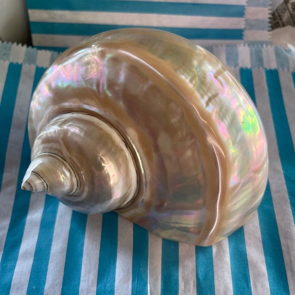 Turbo Marmoratus Shell Giant Green Turban Sea Shell Rare Antique Shell Natural Mother Of Pearl Polished MOP Interior Design Display Piece
