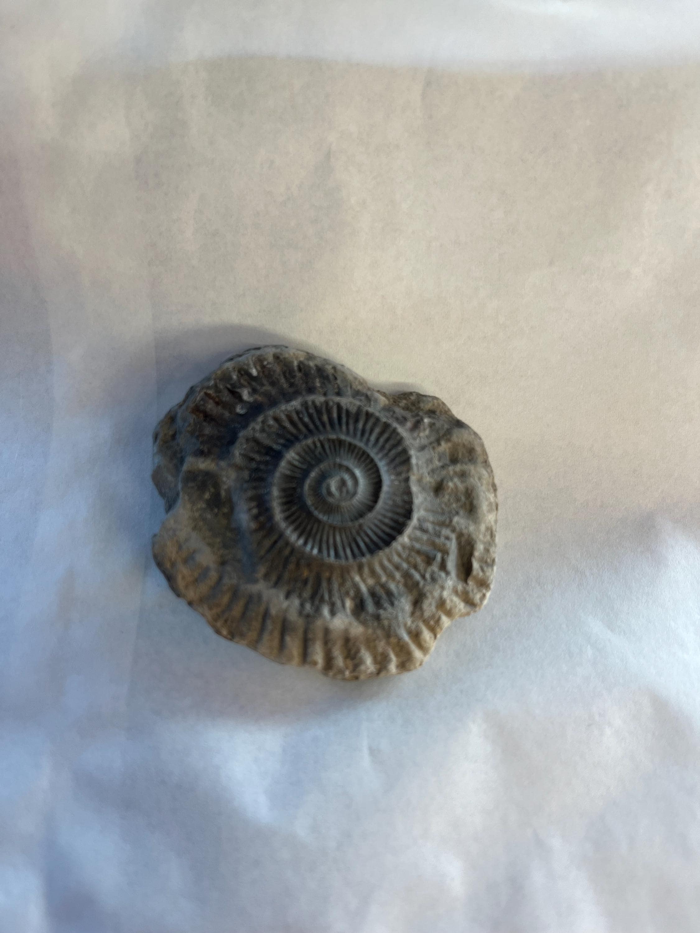 Dactylioceras - Etsy 日本