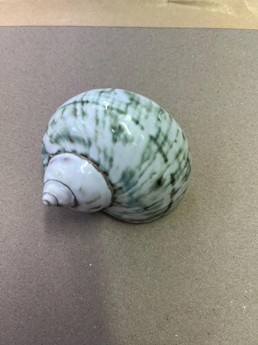 Jade Turbo Shell Green Turbo Borghese Turbo Imperialis Large Natural ...
