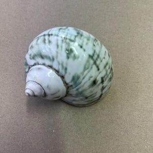 May include: A white and green swirled seashell with a spiral tip. The shell has a glossy finish and is resting on a neutral-toned surface. The shell's pattern features streaks of green and brown.