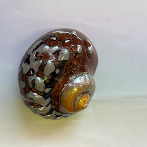 Op de afbeelding: Een gepolijste zeeschelp met een spiraalvorm. De schelp heeft een mix van kleuren, waaronder bruin, zilver en goud. Het oppervlak heeft een textuur, met een glanzende afwerking. De schelp is een natuurlijk, decoratief item.