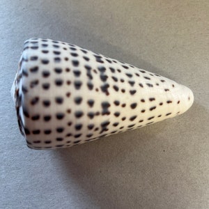 May include: A white seashell with a brown spotted pattern. The shell is cone-shaped and has a pointed tip.