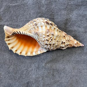 Tritonschelp trompet Charonia tritonis Natuurlijke zeldzame antieke schelp Giant Triton Triton&#39;s Trumpet Display Statement