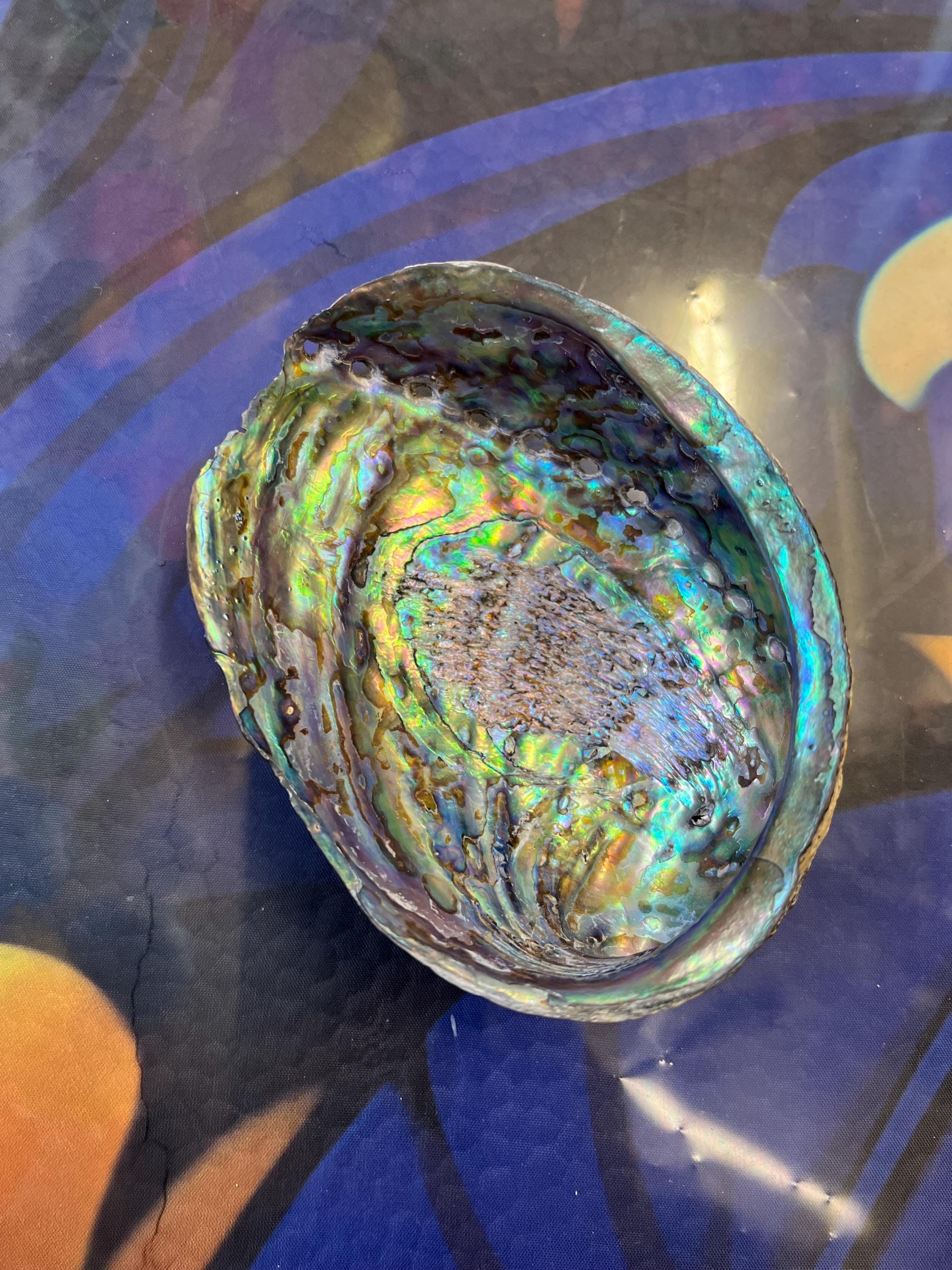Green Abalone Shell Natural Sea Shell Rough Shell Smudging Cleansing ...