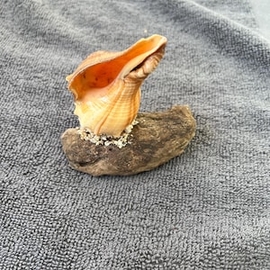 May include: A seashell with a light brown and orange colour is perched on a piece of driftwood. The driftwood is a light brown colour and has a rough texture.