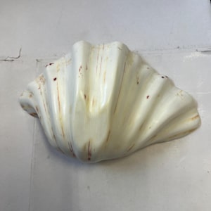 Puede incluir: Una concha marina grande, blanquecina, con una textura acanalada y sutiles marcas rojizas. La concha tiene una forma curvada y una apariencia natural y orgánica, lo que sugiere un tema costero o náutico.