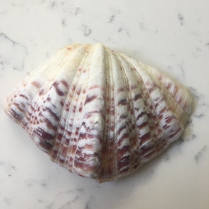 Palourde géante, fraise, griffe d&#39;ours, palourde, cheval, palourde, coquillage ancien rare, bibelot, coquillage naturel