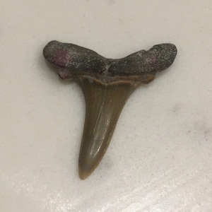 Fossil Shark Teeth Various Species From Beltinge UK Kent UK Found Ancient Creature