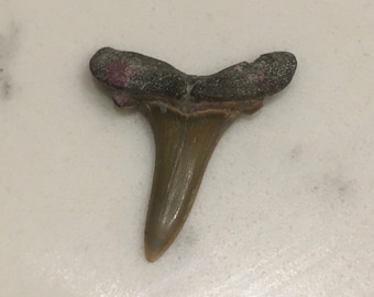 インドネシア・ジャワ島産メガロドンの歯の化石 - 本物の先史時代の