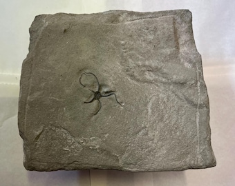 Brittle Star Fossil Paleocoma Egertoni UK Found Eype Bridporr Dorset Rare Fossil