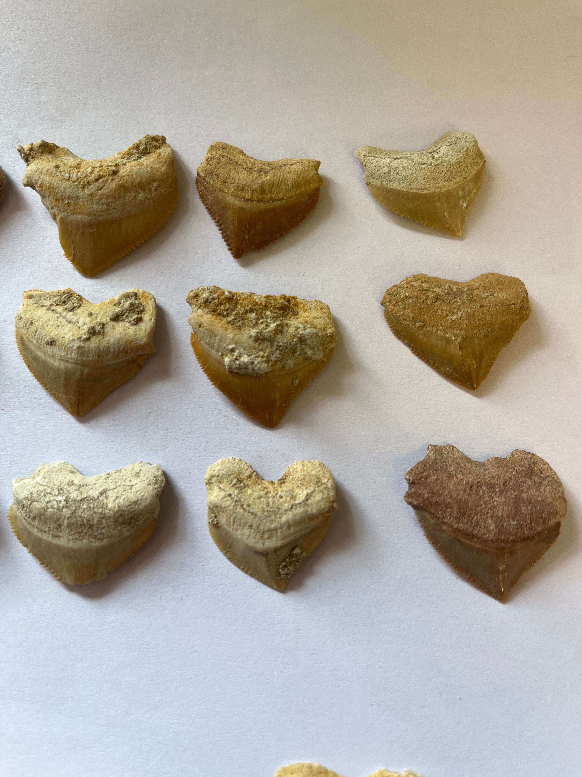 Crow Shark Fossil Tooth Squalicorax Pristodontus 70 Million - Etsy