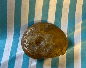 Fossil Ammonite Found In UK Burton Bradstock Dorset Jurassic