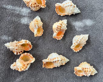 Frog Shell Natural Sea Shell Bursa Bulba Small Polished Shell From Philippines Display Cute Mini Shell