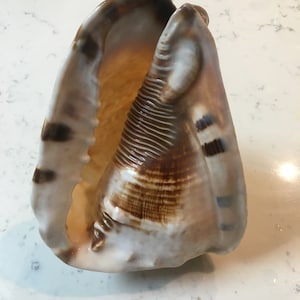 Pode incluir: Uma grande concha marinha marrom e branca com uma superfície texturizada. A concha está aberta e o interior é visível.