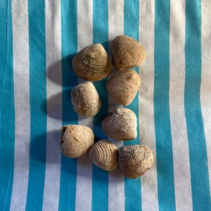 Conchiglia fossile di vongola proveniente dal Marocco, periodo Cretaceo, creatura marina fossilizzata naturale pulita