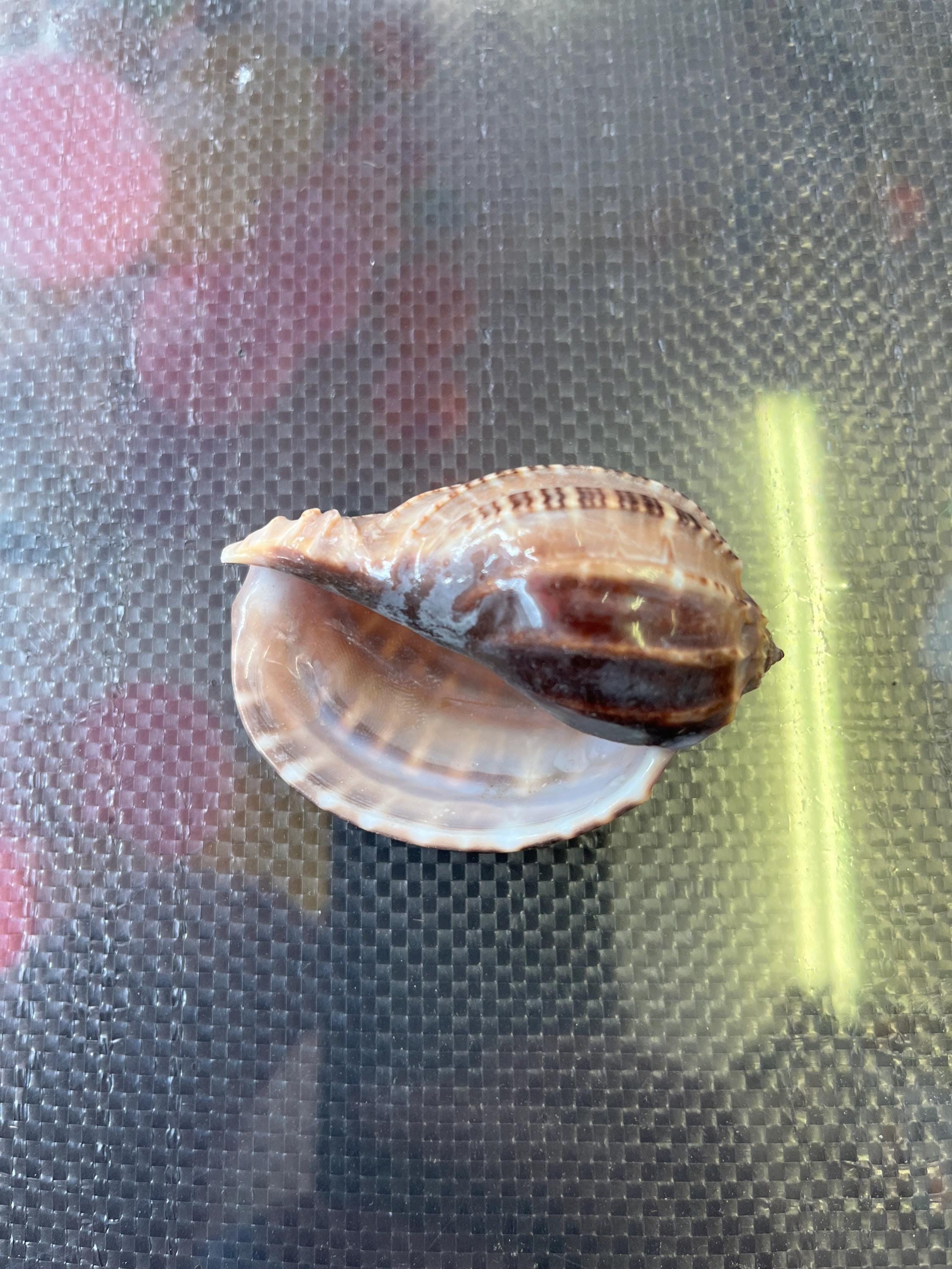 Turtle Shell Harp Harpa Shell Natural Sea Shell From Philippines Harpa Articularis ...