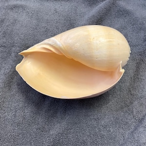 Puede incluir: Una gran concha de mar de color amarillo pálido con una superficie lisa y brillante. La concha está abierta y tiene una forma ligeramente curvada.