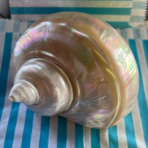 Turbo Marmoratus Shell Giant Green Turban Sea Shell Rare Antique Shell Natural Mother Of Pearl Polished