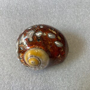 Op de afbeelding: Een gepolijste zeeschelp met een spiraalvormige opening. De schelp heeft een mix van bruine, witte en gele kleuren. Het oppervlak van de schelp heeft een glanzende afwerking en de spiraalvormige opening is heldergeel.