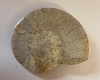 Fossil Ammonite Hildoceras Polished Marine Creature Found Ilminster Somerset U.K. Natural With Calcite Ancient