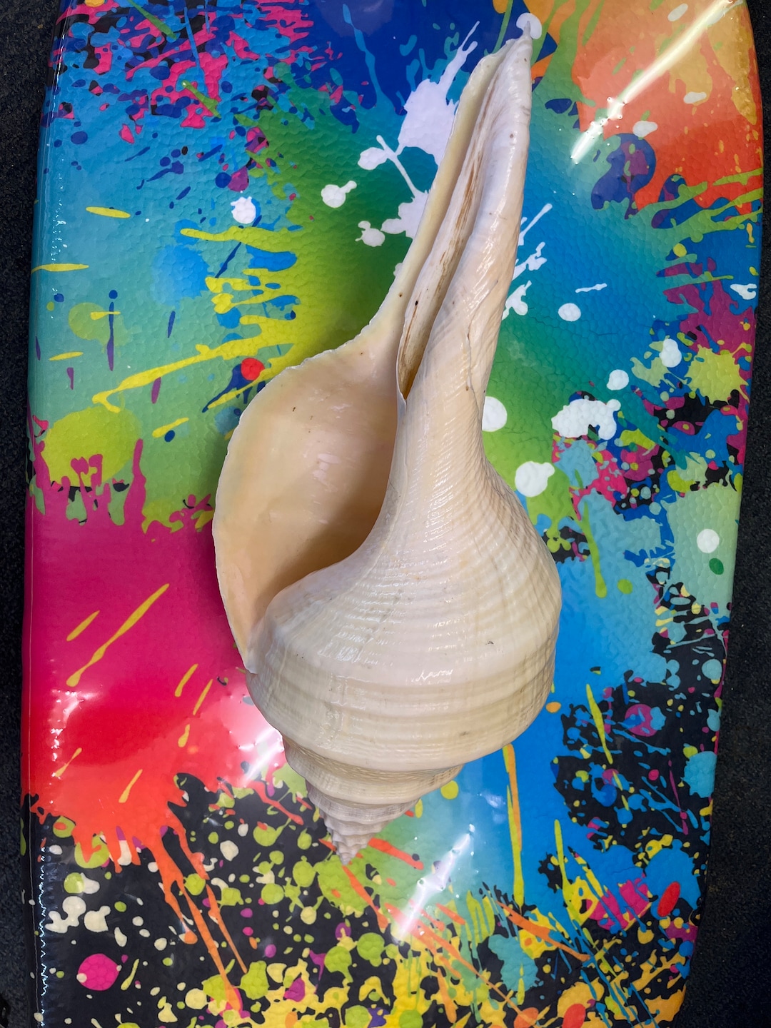 Syrinx Aruanus Shell Australian False Trumpet Sea Shell Large 100% ...