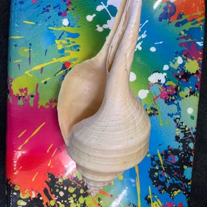 Syrinx Aruanus Shell Australian False Trumpet Sea Shell Large 100% Natural Shop Restaurant Display Shell