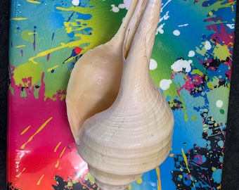 Syrinx Aruanus Shell Australian False Trumpet Sea Shell Large 100% Natural Shop Restaurant Display Shell