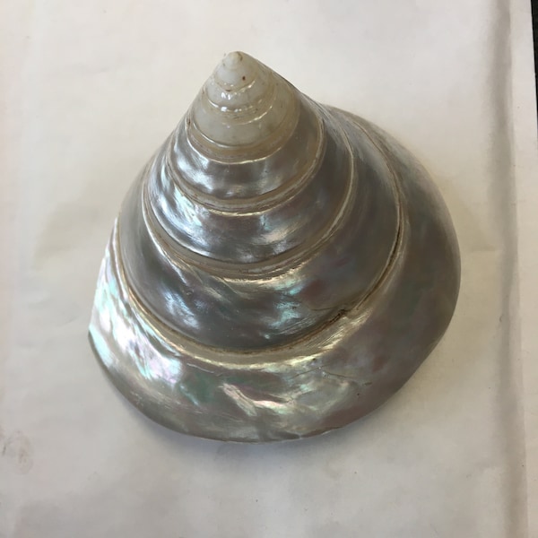 Trochus Shell - Etsy